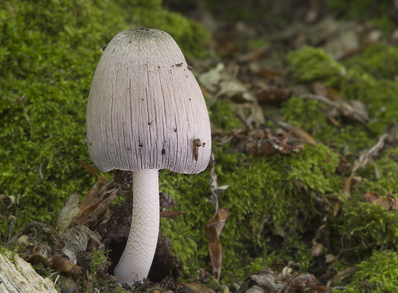 Coprinopsis insignis